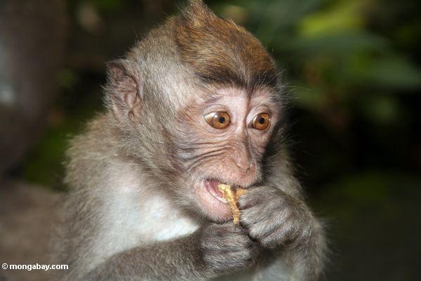 Junges macaque, das eine Frucht Ubud