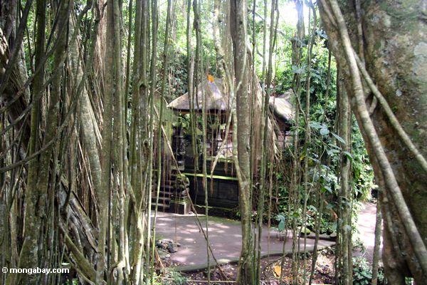 Обезьяна лесного храма видели через повешение корни strangler фиговое дерево