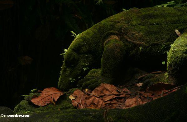 Eidechsestatuen im Affe-Wald Ubud