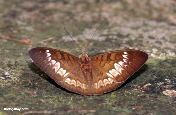 Brauner Schmetterling mit weißen Flügelmarkierungen