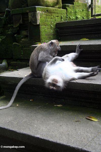 Macaques, das auf einem Treppenhaus Ubud