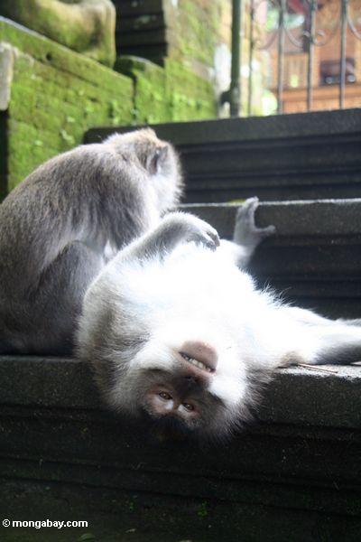 macaques 、マカク属階段に身づくろい