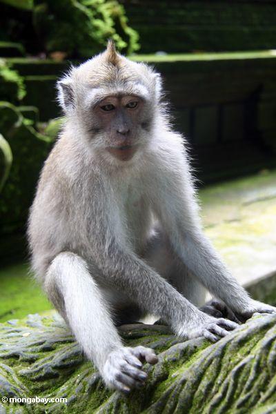 Macaques, das auf Statue Ubud