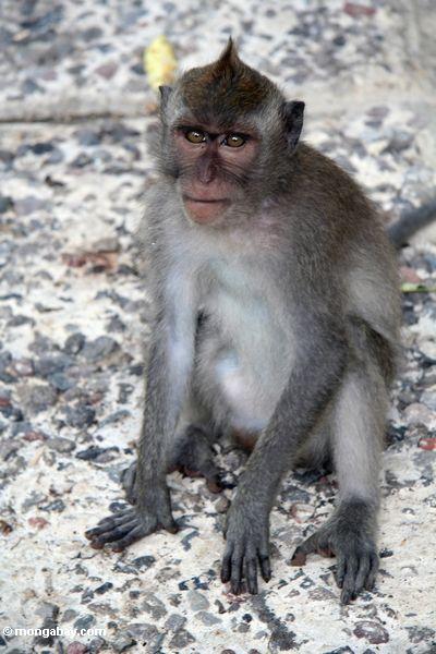 Mohikanisches macaque