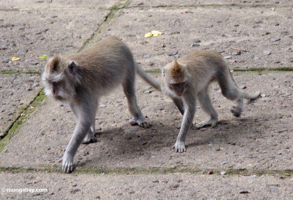 Macaques gehendes
