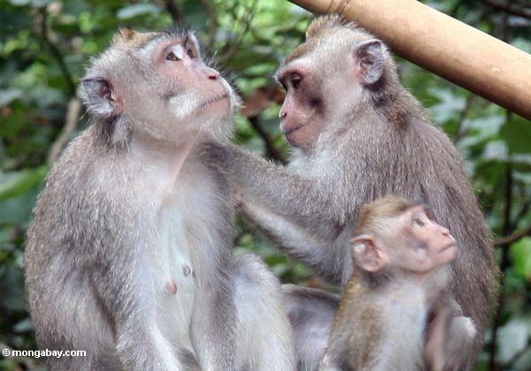 Macaque Familie, die Ubud