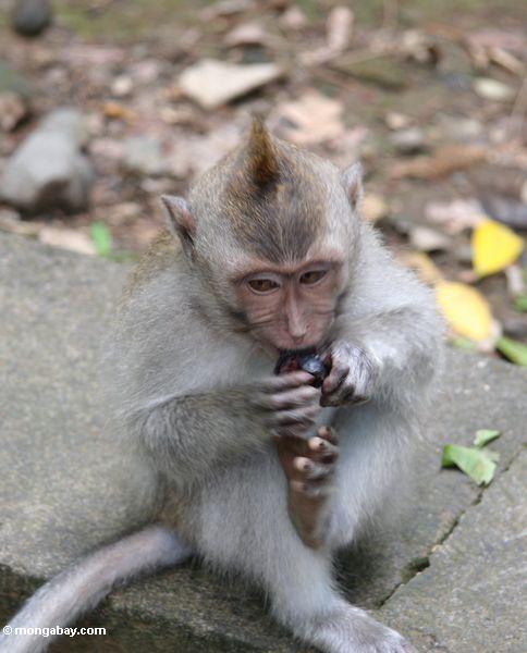 Junges macaque mit mohikanischem