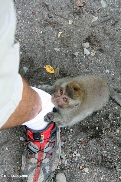 Macaque, das einen Schuh Ubud