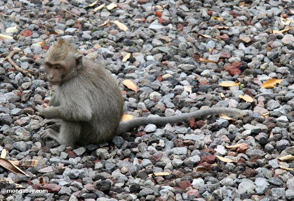 Junges macaque, das auf Kies Ubud