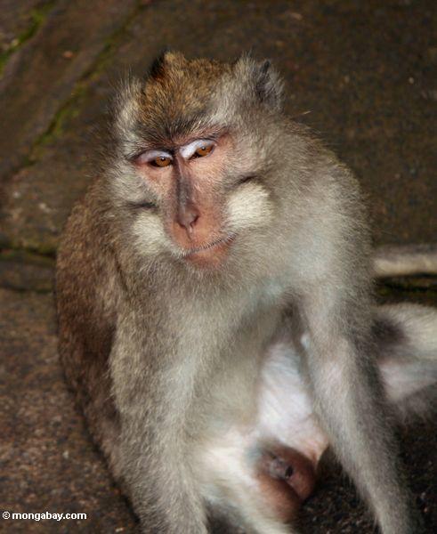 Lang-angebundener macaque Affe (Macaca fascicularis)