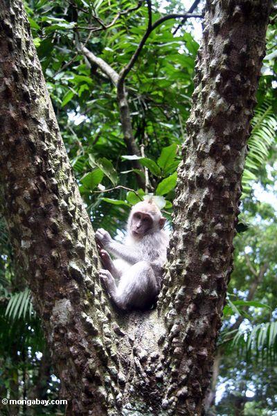 Lang-angebundener macaque Affe (Macaca fascicularis) im Baum