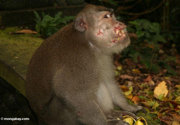 Lang-angebundenes macaque verletzt durch das Kämpfen