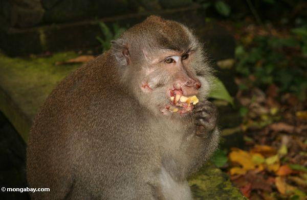 Lang-angebundenes macaque bloodied, indem es mit anderen Affen Ubud