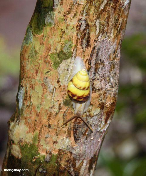 Gelbe Schnecke auf Baumstamm