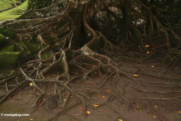 Wurzeln des rainforest Baums