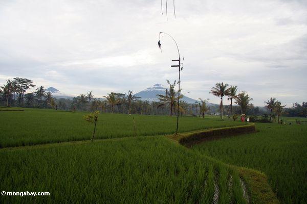 Reis fängt in Bali mit Einfassung Batur Vulkan und einer Windmühle im Hintergrund