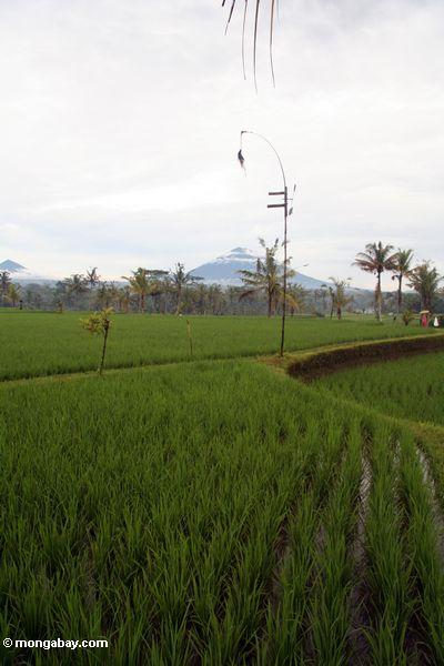 Reis fängt in Bali mit Einfassung Batur Vulkan im Hintergrund