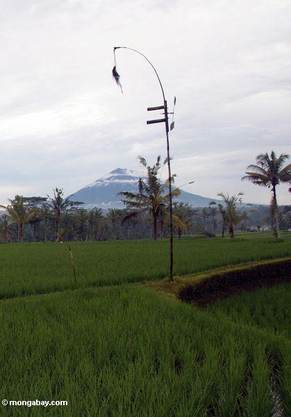 Windmühle unter Reis fängt in Bali mit Einfassung Batur Vulkan im Hintergrund