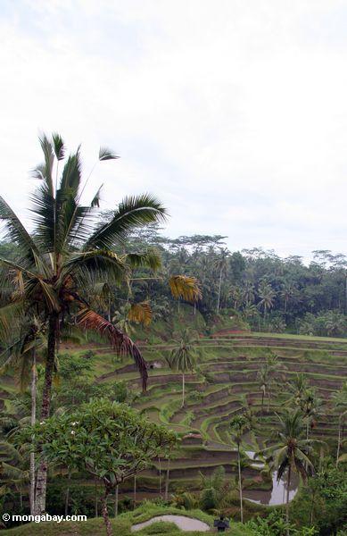 Terassenförmig angelegte Reispaddys von Bali