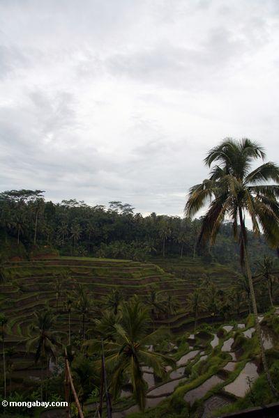 Terassenförmig angelegter Reis fängt von Bali