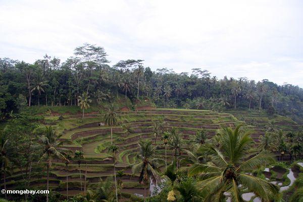 Terassenförmig angelegte Reispaddys von Tegallantang