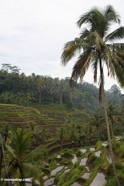 Terassenförmig angelegter Reispaddy fängt von Bali