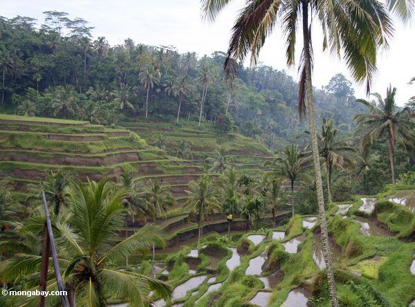 Balinese terassenförmig angelegter Reis fängt