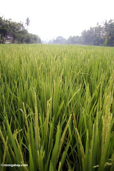 Reis, der in auffangene nahe Ubud Ubud