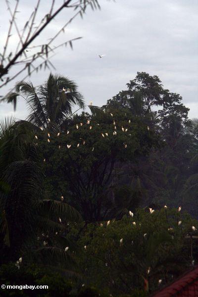 Petulu Reiher, die in den Bäumen Ubud