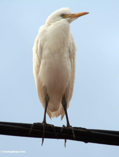 Weißer Reiher von Putulu, Ubud