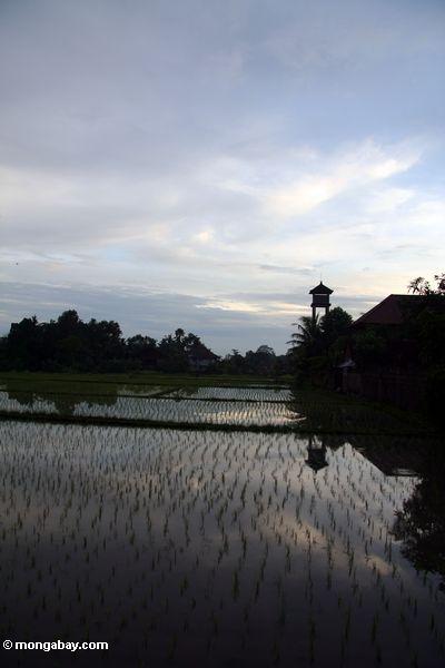 Sonnenuntergang über dem Reis fängt von Ubud