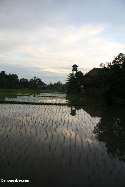 Sonnenuntergang über den Reispaddys von Ubud