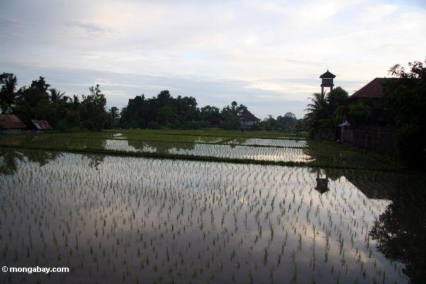 Die Einstellung der Sonne über dem Reis fängt von Ubud
