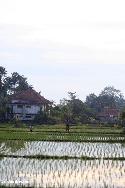 Vater und Tochter in einem Balinese Reispaddy