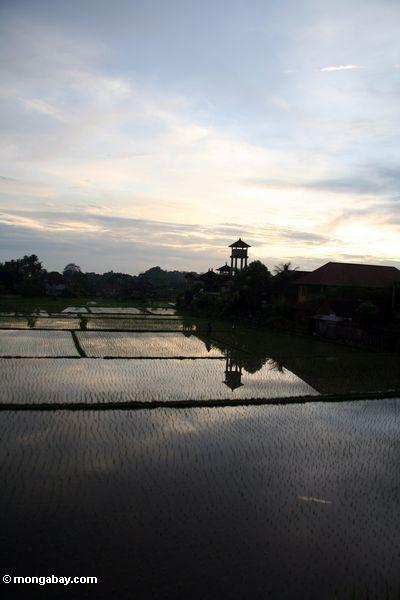 Sonnenuntergang über einem Balinese Reis fangen