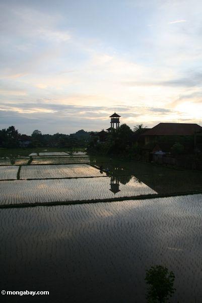 Sonnenuntergang über einem Balinese Reispaddy