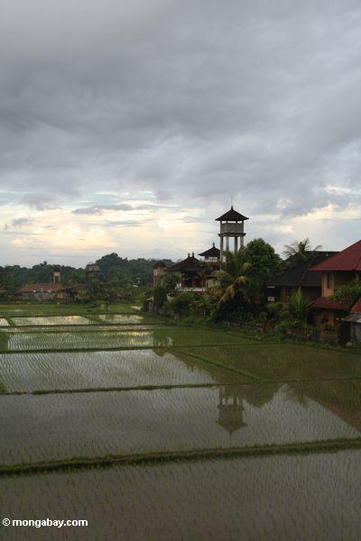 Balinese Reis fängt mit Aufsatz im Hintergrund