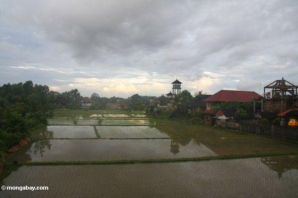 Balinese Reispaddy mit Aufsatz im Hintergrund