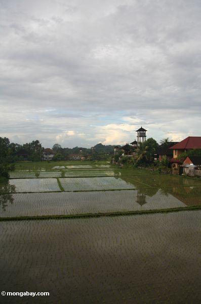 Reis fängt in Bali