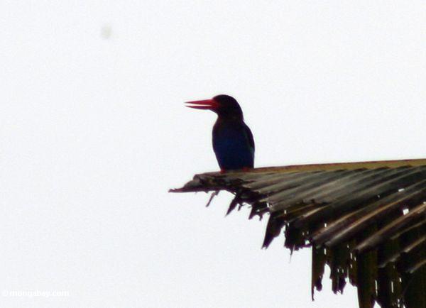 Storch-berechnetes Kingfisher