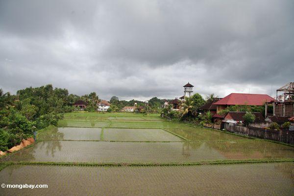 Grüner Reis fängt von Ubud