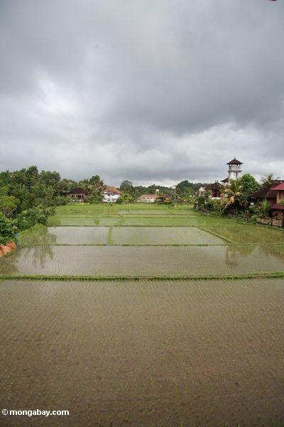 Grüner Reispaddy von Ubud