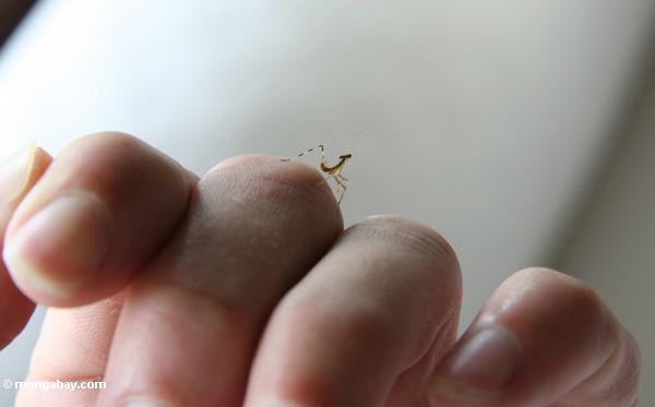 Kleiner brauner betender Mantis auf einer menschlichen Hand