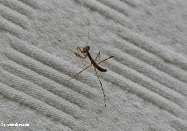 Kleiner betender Mantis auf weißem Tuch