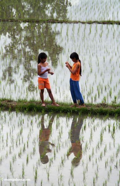 Zwei Mädchen in einem Reispaddy
