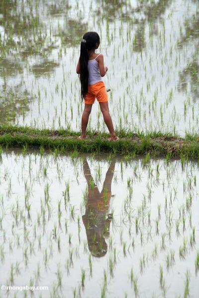 Mädchen in einem Reis fangen