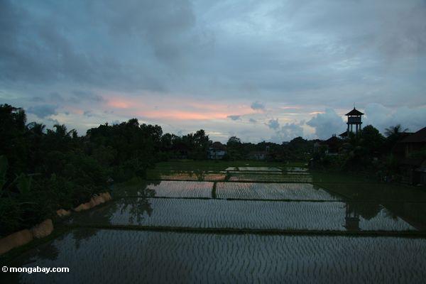 Früher Abend über einem Reispaddy