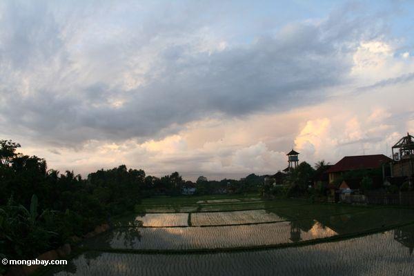 Reispaddy am frühen Abend