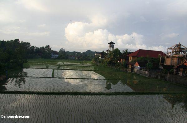 Balinese Reis fängt