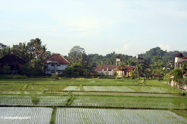 Grüne Reispaddys von Ubud